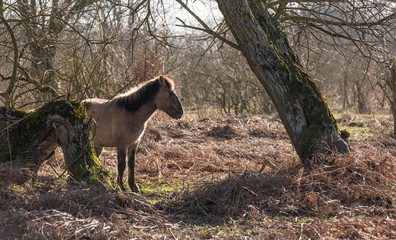 Konik horses passing in the winter landscape