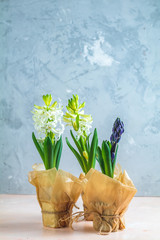 Two white hyacinths and blue hyacinth in pots