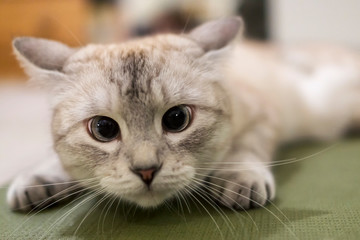 Muzzle of young grey cat with big eyes close wondering