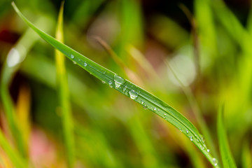 Water drops on grass