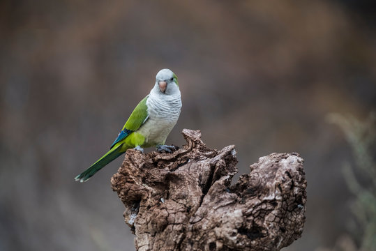 Parakeet,feeding on wild fruits, La Pampa, Patagonia, Argentina
