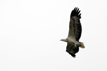 Obraz premium Brahmin kite, Langkawi, Malaysia