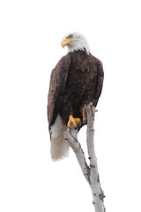 Bald Eagle Clutches to the Top of a White Birch Tree