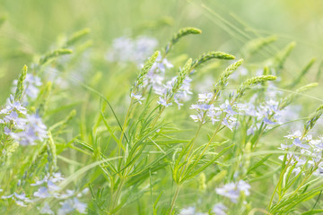 Green juicy grass and gentle blue flowers in the field on a sunny day