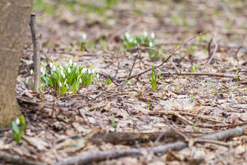Sunrise sunset light on the white tender snowdrops in the spring forest