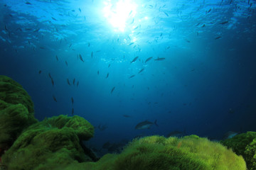 Fototapeta na wymiar Green Seaweed, blue water and fish