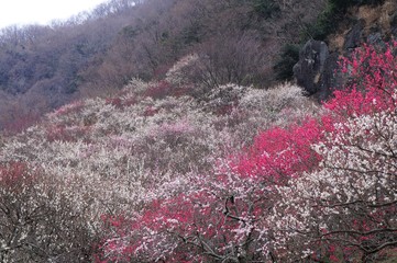 幕山公園の梅林