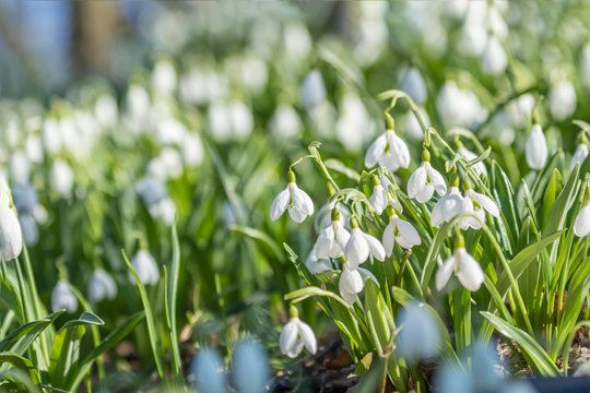 White blooming snowdrop folded or Galanthus plicatus with water drops