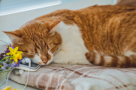 Sleeping red-white cat on mobile phone and headphones