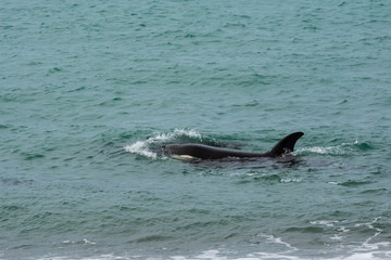 Fototapeta premium Orcas hunting sea lions, Patagonia , Argentina
