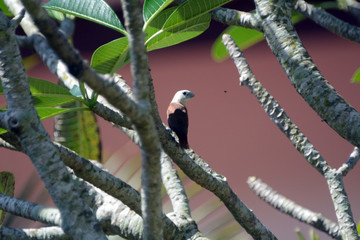 White-headed munia