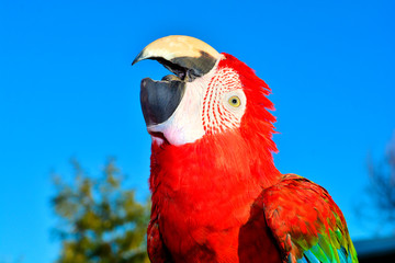 Scarlet Macaw