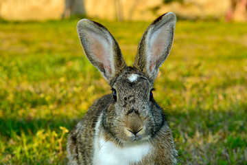 Little rabbit on green grass