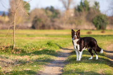 Cane prateria