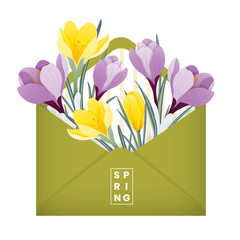 Spring vector illustration. Envelope filled with crocus flowers (saffron) yellow and purple