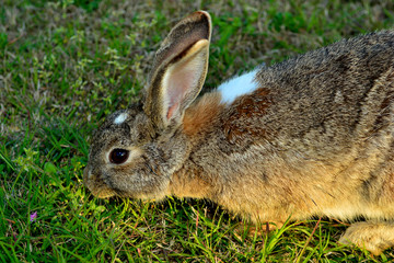 Little rabbit on green grass in summer day