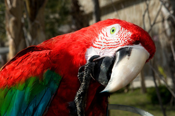 Scarlet Macaw