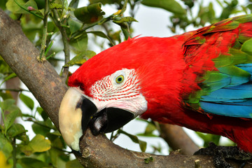Macaw sitting on branch