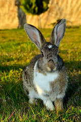 Fototapeta premium Little rabbit on green grass in summer day