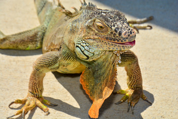 Closeup portrait of an  iguana