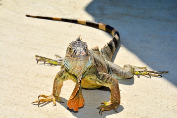 Closeup portrait of an  iguana