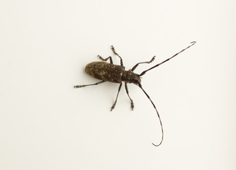 Large black beetle