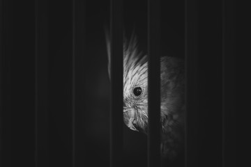 photo of a bird in the cage suffering, illegal contraband of animals.