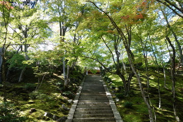 京都　嵯峨野　常寂光寺の境内参道とモミジ