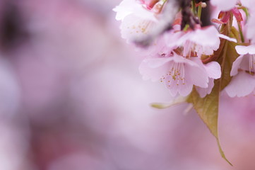 ふんわり可愛い二ヶ領用水の河津桜(1)