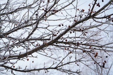 Fototapeta na wymiar Snowy frozen tree twigs / Winter background, selective focus