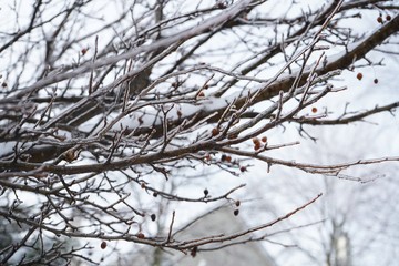 Obraz premium Snowy frozen tree twigs / Winter background, selective focus