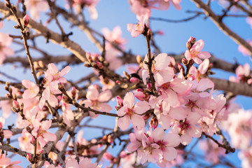 Beautiful flower almond at springtime. Almond tree in full bloom against blue sky in the spring. Beautiful and natural flower background