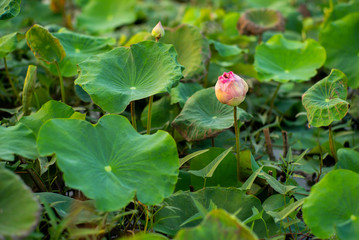 Closeup selective focus on blossom pink lotus with blurred green leaves in background