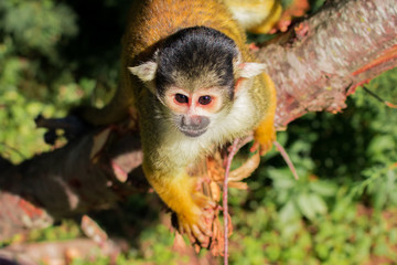 Mono Ardilla de la Selva Amazónica Boliviana