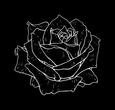 Rose flower monochrome vector illustration. Beautiful white rose isolated on black background. Element for design of tattoo print