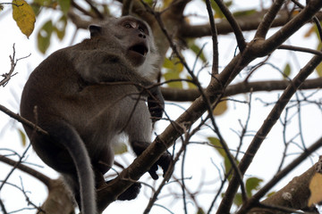 Long-tailed macaque, Langkawi, Malaysia