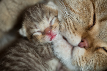 Naklejka na ściany i meble cat mother and baby kitten sleeping together