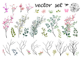 Vector, Botanical collection. Herbs, leaves, flowers. Itemset. Decorative twigs. Grunge.