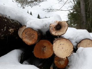 Cut trees in the winter in the forest close-up. Billet sawed trees.