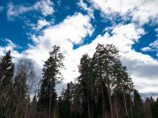 The Clouds over the forest. Trees in the forest close-up.