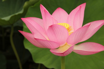 lotus