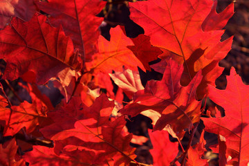 Scarlet Oak Cropped Shot. Close Up Of Pin Oak. Red Leaves. Cropped Shot Of Autumn Tree. Autumn Nature Background. Colorful Background Of Natural Autumn Foliage. Nature Background.