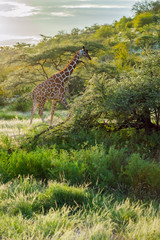 Giraffe crossing the trail in Samburu Park