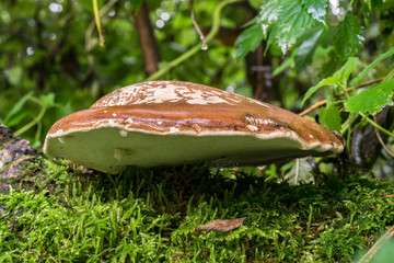 Large flat mushroom and moss growing on a dead piece of wood in the forest