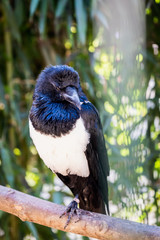 Corbeau pie