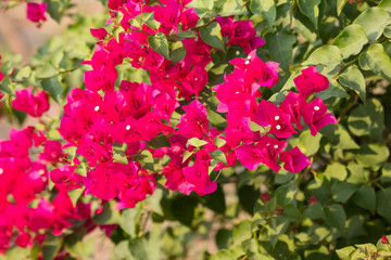 Pink  Bougainvillea flower