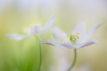 A pair of wood anemone wild flowers