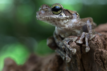 Exotic tree frog, Osteocephalus taurinus. A treefrog from the Amazon rain forest with beautiful colored eyes. Macro of atropical amphibian at night.