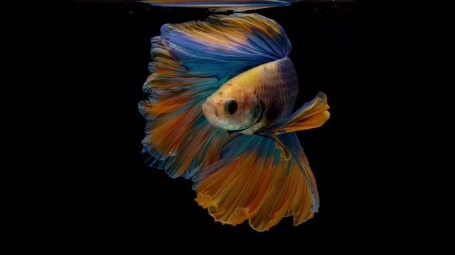Super slow motion of Siamese fighting fish (Betta splendens), well known name is Plakat Thai