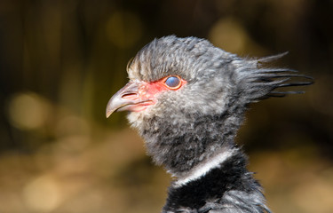 Close up portrait of a southern screamer or crested screamer (Chauna torquata) bird at the Pilsen, ZOO